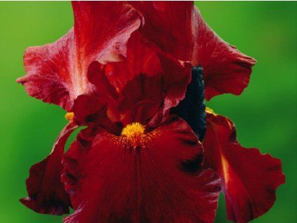 iris germanica sultan palace