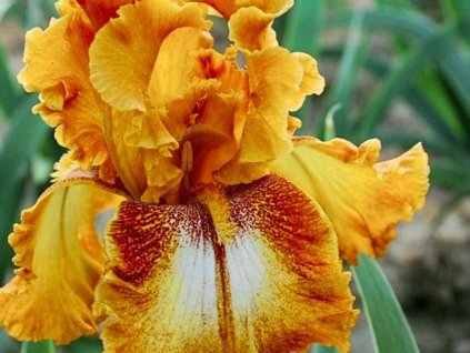 Kosatec 'Spotted Yellow'