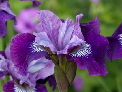 Kosatec sibírsky 'Lady Vanessa'