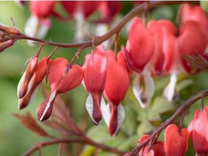Srdcovka nádherná 'Valentine' - Dicentra spectabilis 'Valentine'