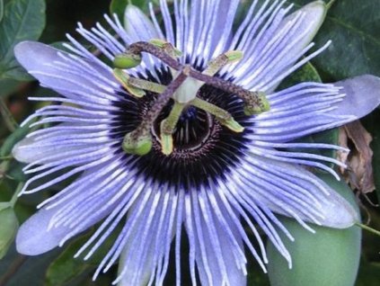 Mučenka 'White-Blue'