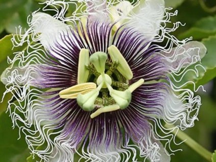 Mučenka purpurová 'Frederik Passionfruit'