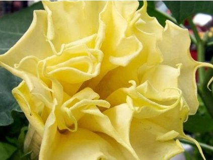 Anjelské trúbky 'Double Angel's Yellow' - Brugmansia 'Double Angel's Yellow'