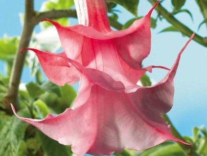 angels pink