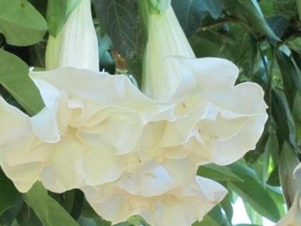 Anjelské trúbky 'Double Angel's White' - Brugmansia 'Double Angel's White'