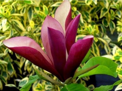 Magnólia 'Black Beauty'