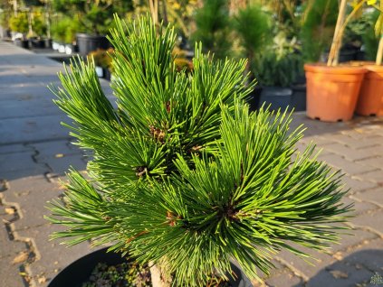 Borovica pancierová 'Grüne Lagune'