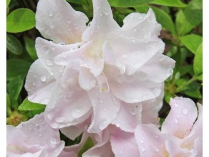 Japonská azalka 'Mrs Nancy'