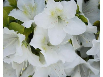 Japonská azalka 'Pleasant White'