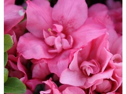 Japonská azalka 'Rokoko'