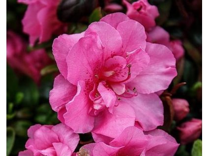 Japonská azalka 'Rosalind'