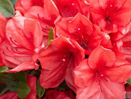 Japonská azalka 'Signalglühen'