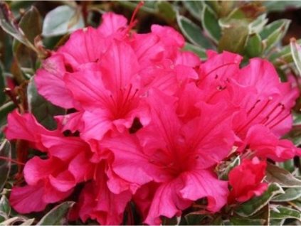 Japonská azalka 'Silver Sword'