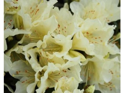 Rododendrón keiskei 'Patty Bee'