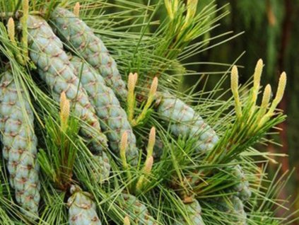 Borovica Schwerinova 'Wiethorst'