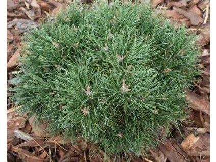 Borovica lesná 'Minima'