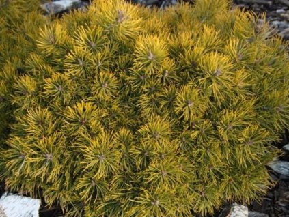 Borovica lesná 'Skjak II'