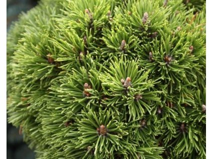 Borovica horská 'Kleiner Wimbachii'