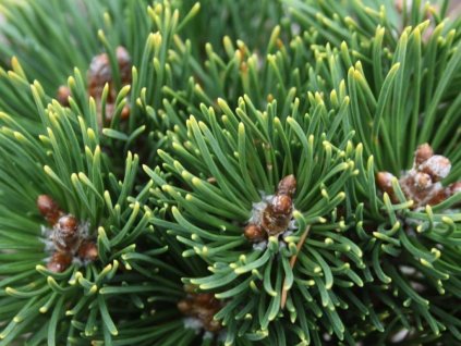 Borovica horská 'Mars'