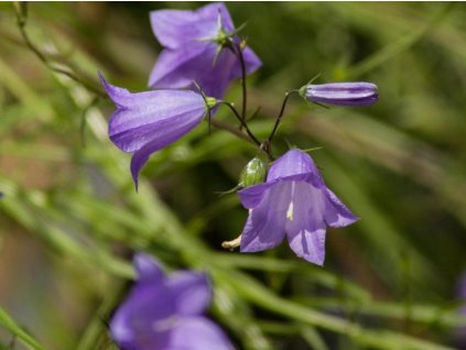 Zvonček okrúhlolistý - Campanula rotundifolia