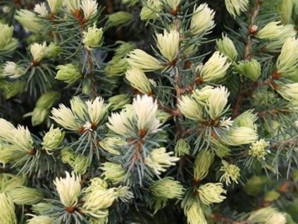 Smrek biely 'Sun on the Sky'