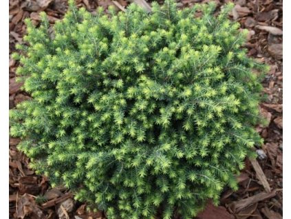 Smrek omorikový 'Karel'