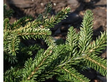 Smrek východný 'Silver Seedling'