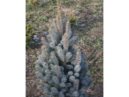 Smrek pichľavý 'Columnaris Glauca'