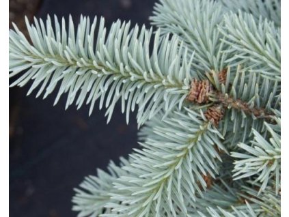 Smrek pichľavý 'Fürst Bismarck'