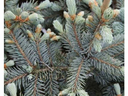 Smrek pichľavý 'Iseli Snowkist'