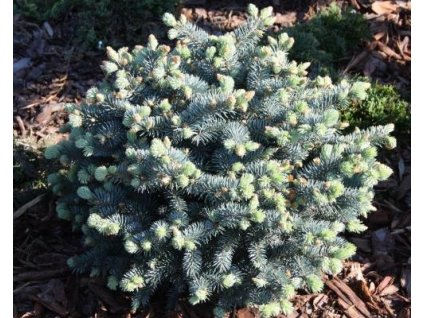 Smrek pichľavý 'Montgomery'