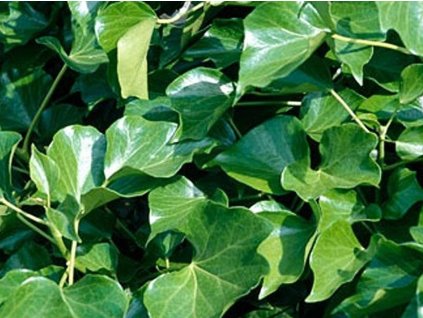 Brečtan popínavý 'Hibernica'