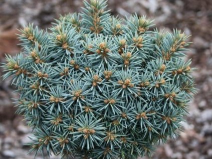 Smrek pichľavý 'Pali'