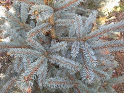 Smrek pichľavý 'Fat Albert'