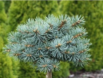 Smrek pichľavý 'Charming Chub'