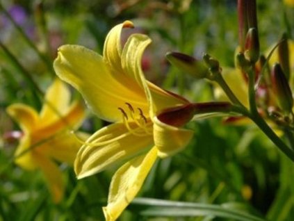 Ľaliovka 'Lemon Bells' - Hemerocallis 'Lemon Bells'