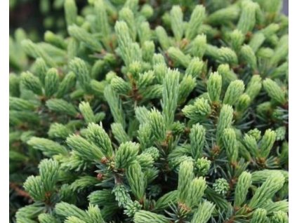 Smrek biely 'Echiniformis'