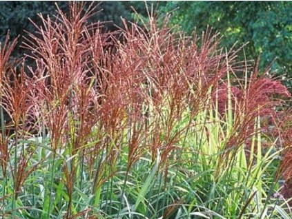 Ozdobnica čínska 'Sirene' - Miscanthus sinensis 'Sirene'