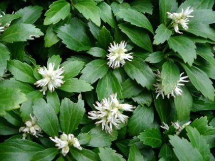 Pachysandra klasnatá 'Green Sheen' - Pachysandra terminalis 'Green Sheen'