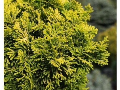 Cypruštek tupolistý 'Aurora'