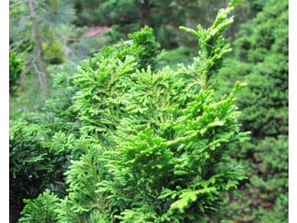 Cypruštek tupolistý 'Little Marky'