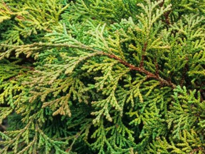 Cypruštek tupolistý 'Kosteri'