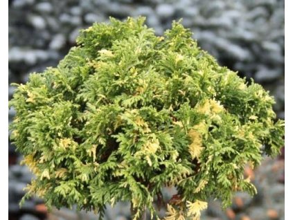 Cypruštek hrachonosný 'Gold Dust'