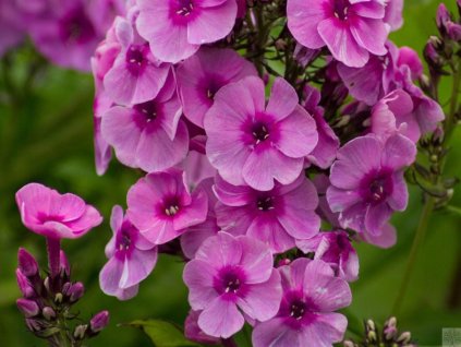 Flox metlinatý 'Fondant Fancy' - Phlox paniculata 'Fondant Fancy'