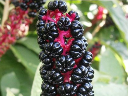 Líčidlo jedlé - Phytolacca acinosa