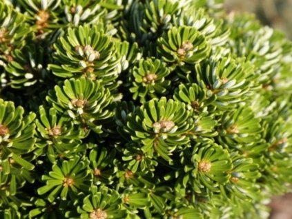 Jedľa kórejská 'Wellenseind'