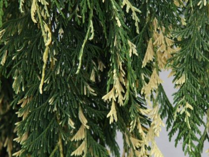 Cypruštek nutkanský 'Gloria Polonica'