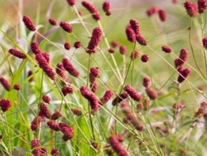 Krvavec lekársky 'Tanna' - Sanguisorba officinalis 'Tanna'