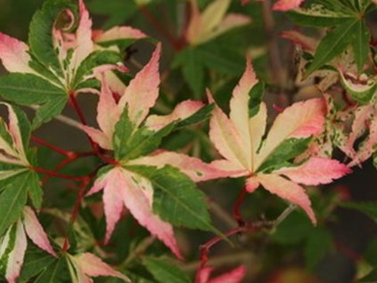 Javor dlaňovitolistý 'Asahi-Zuru'