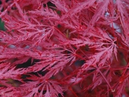 Javor dlaňovitolistý 'Inaba-Shidare'